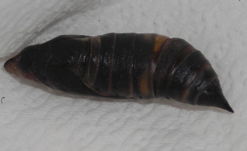 Pupa di Macroglossum stellatarum